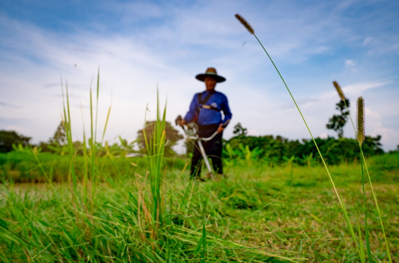 Lawn Maintenance